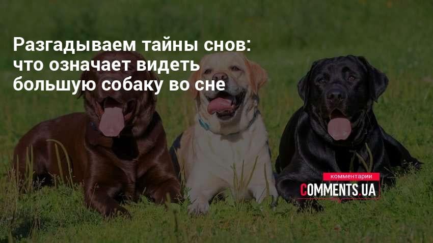 k chemu snitsya agressivnaya sobaka polnoe tolkovanie snovideniya
