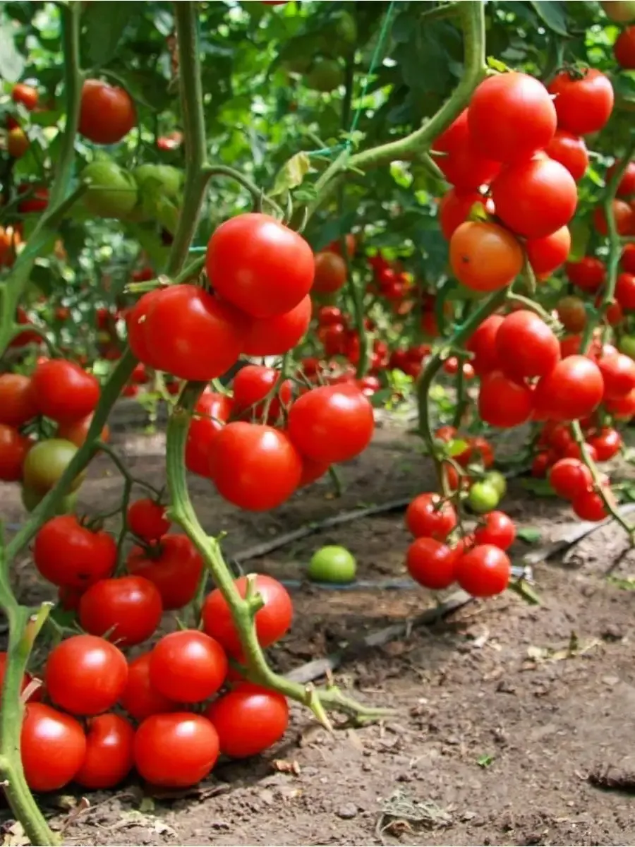 kompostirovanie udobrenie dlya vashego sada